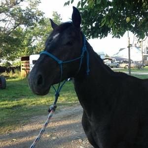 Meet your Posher, Diana